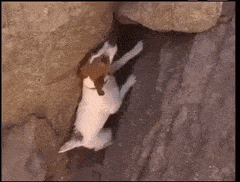 conventionalshalloweasteuropeanshepherd-max-1mb