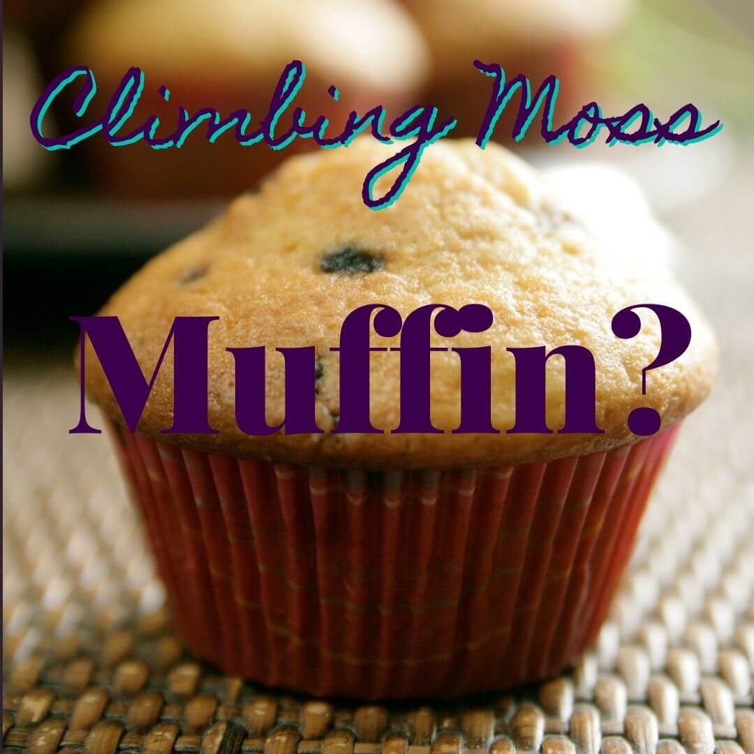Muffins anyone?!