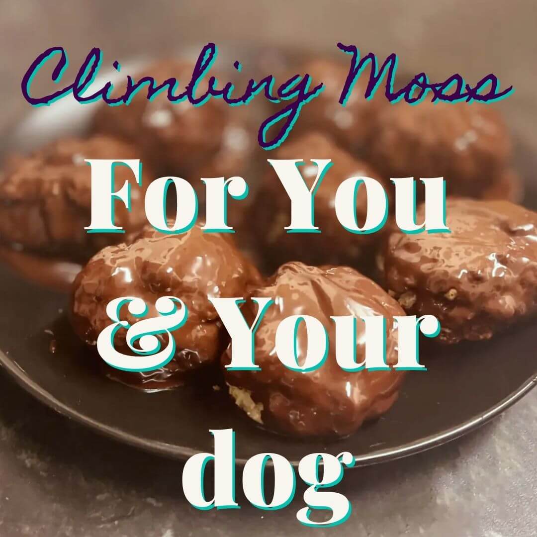 Chocolate Cookies For You & Your Dog