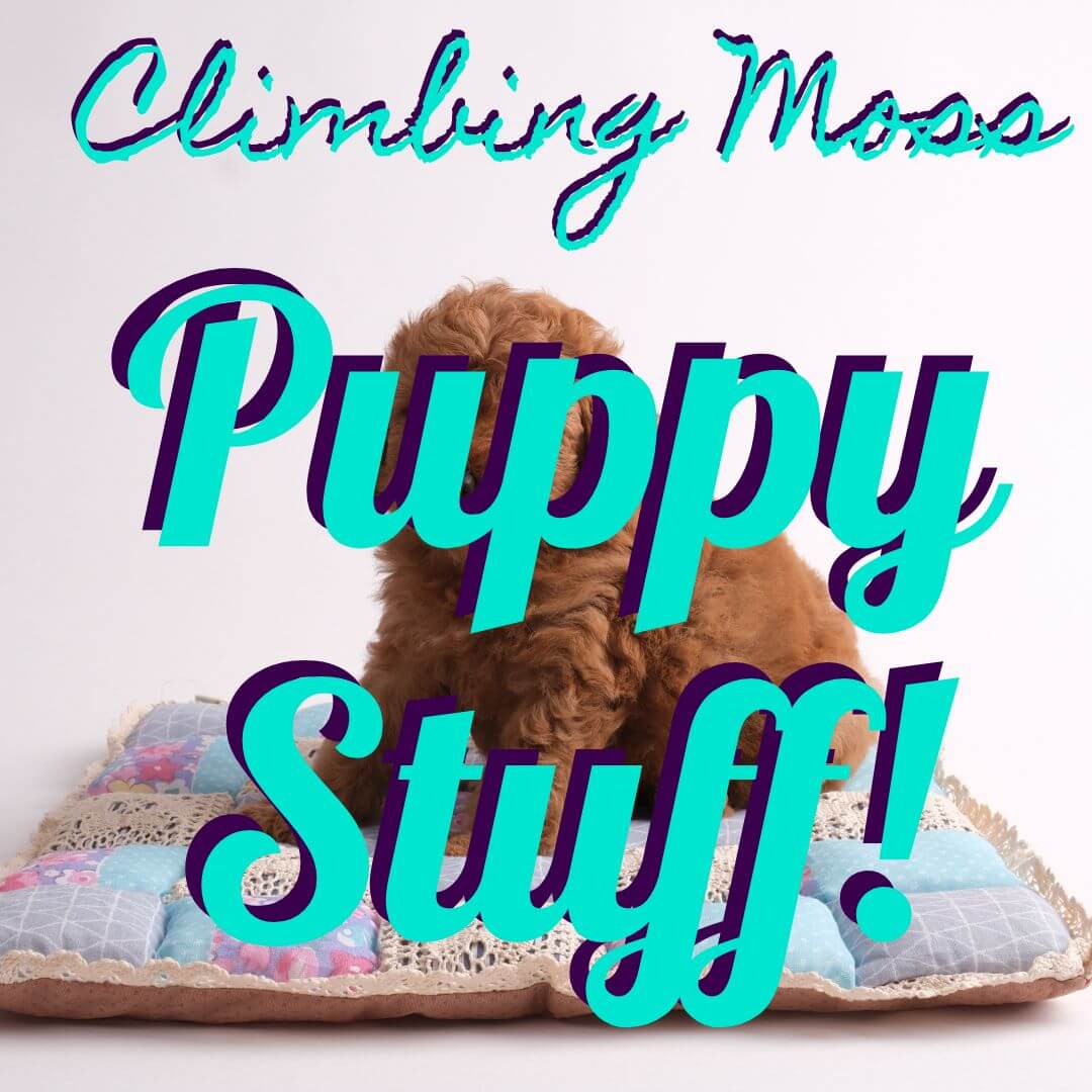 Puppy Products We Actually Use