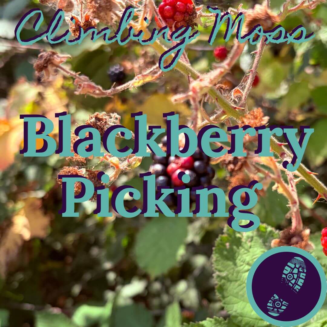 Our Favourite Blackberry Picking Traditions
